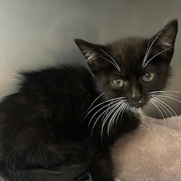 Enlarge Red Curry, a Adoptable Domestic Short Hair in Knoxville, TN image 1/1