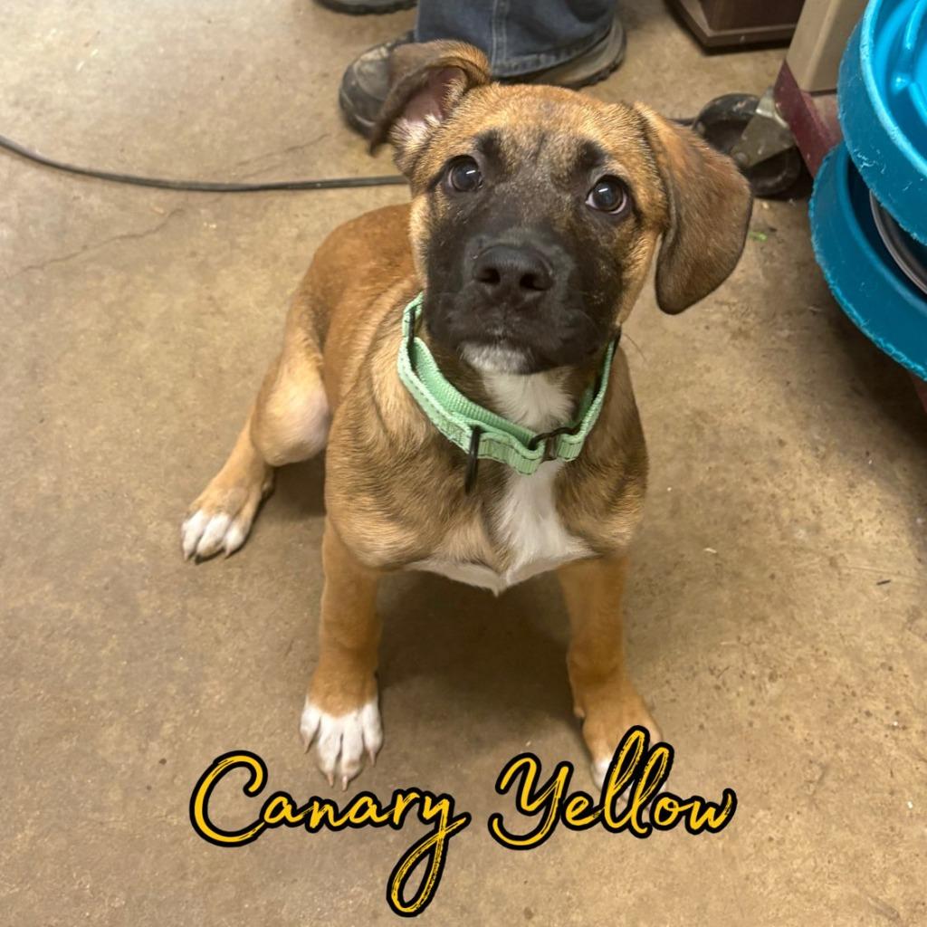 Enlarge Canary Yellow, a Adoptable mixed breed in Hillsboro, OH image 1/2