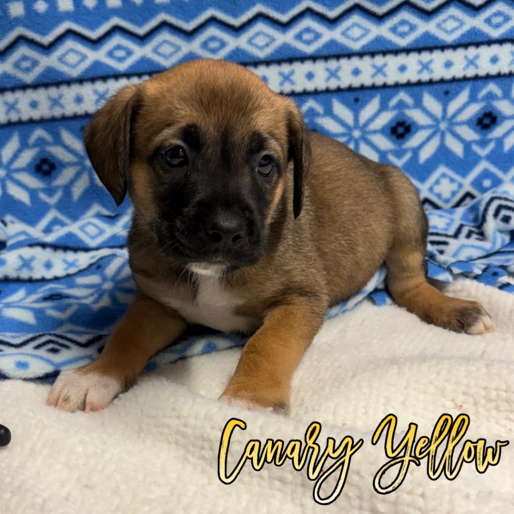 Enlarge Canary Yellow, a Adoptable mixed breed in Hillsboro, OH image 2/2