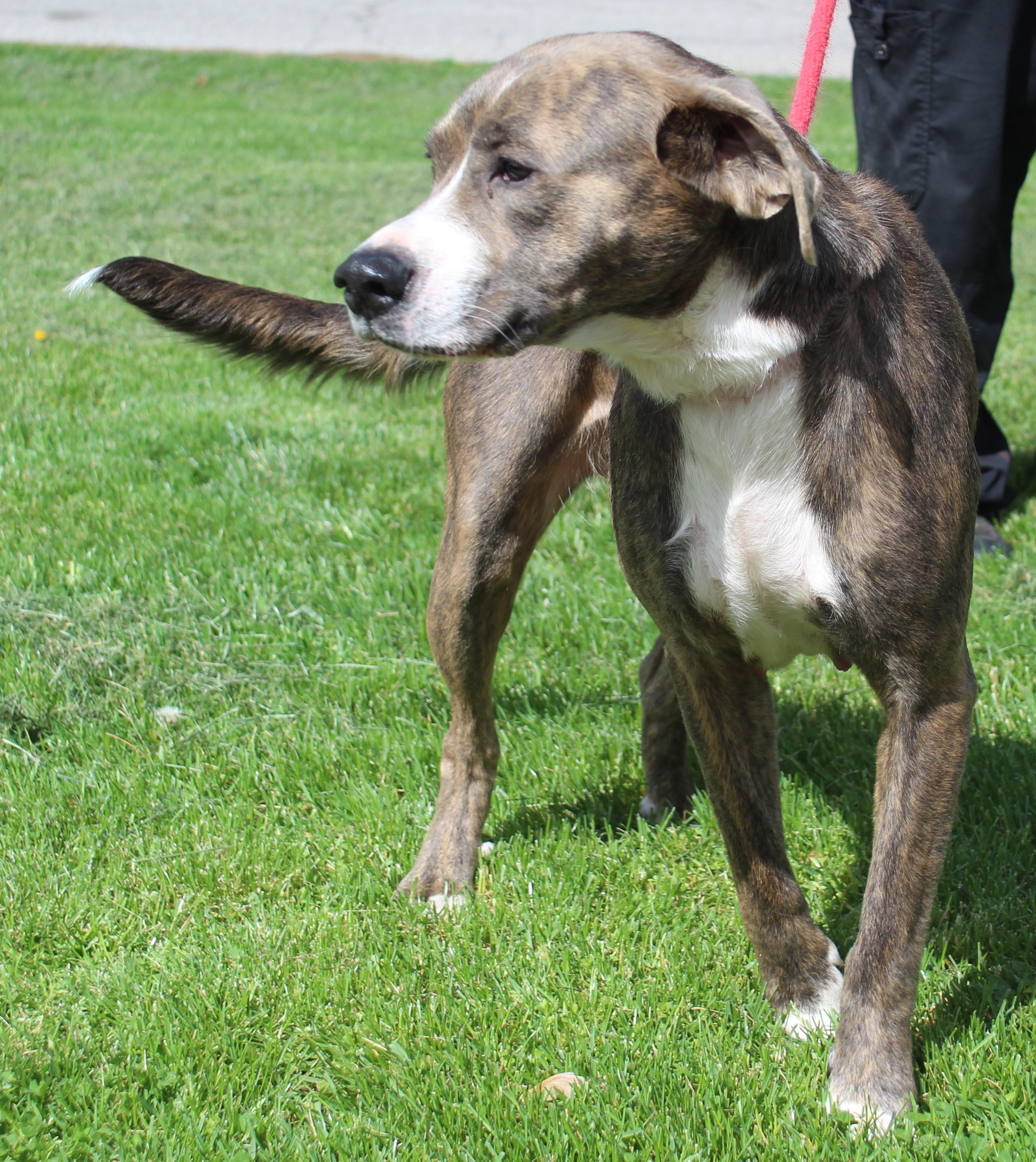 Enlarge Ella (11789), a ADOPTABLE mixed breed in Heath, OH image 2/2