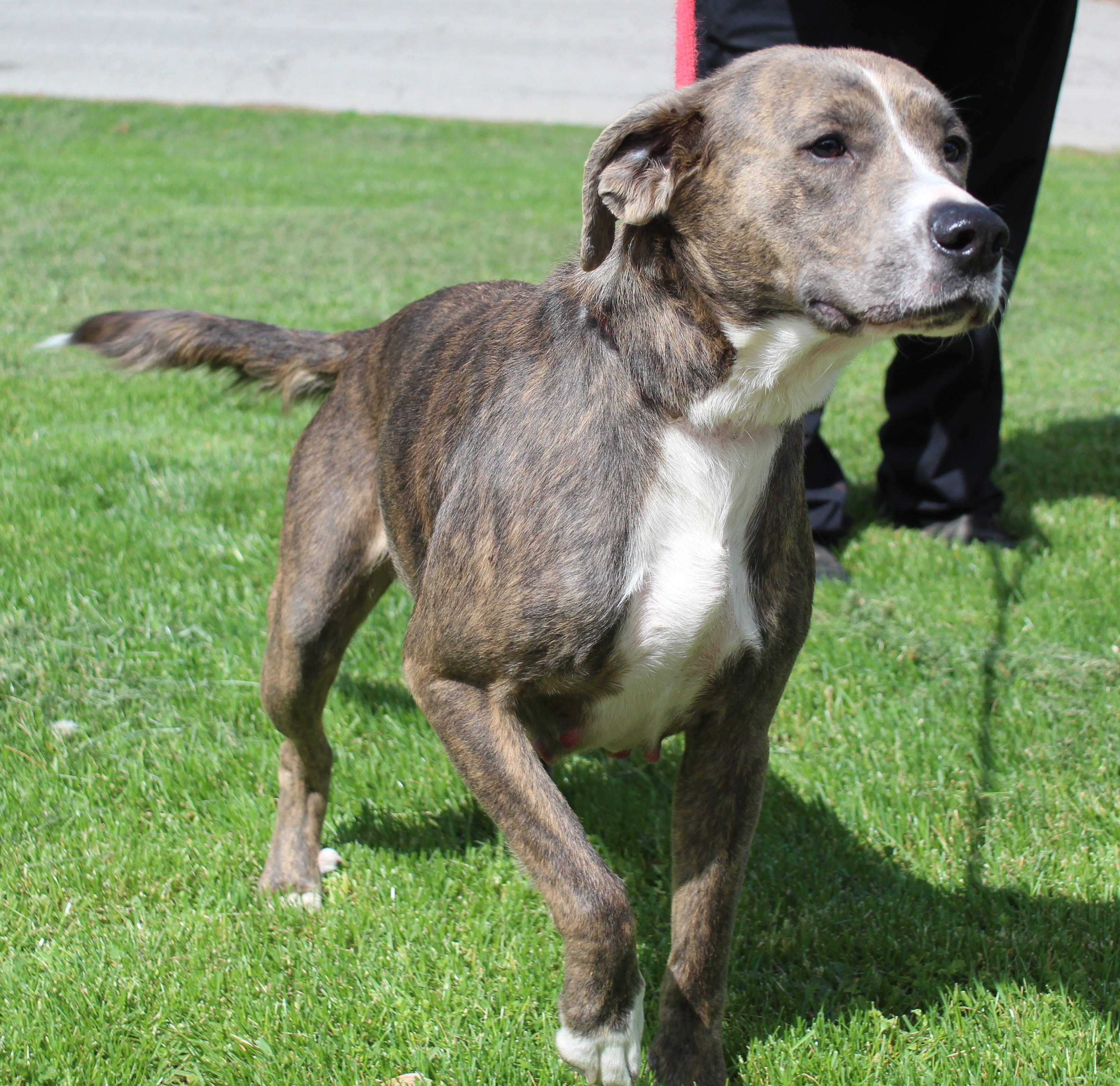 Enlarge Ella (11789), a ADOPTABLE mixed breed in Heath, OH image 1/2