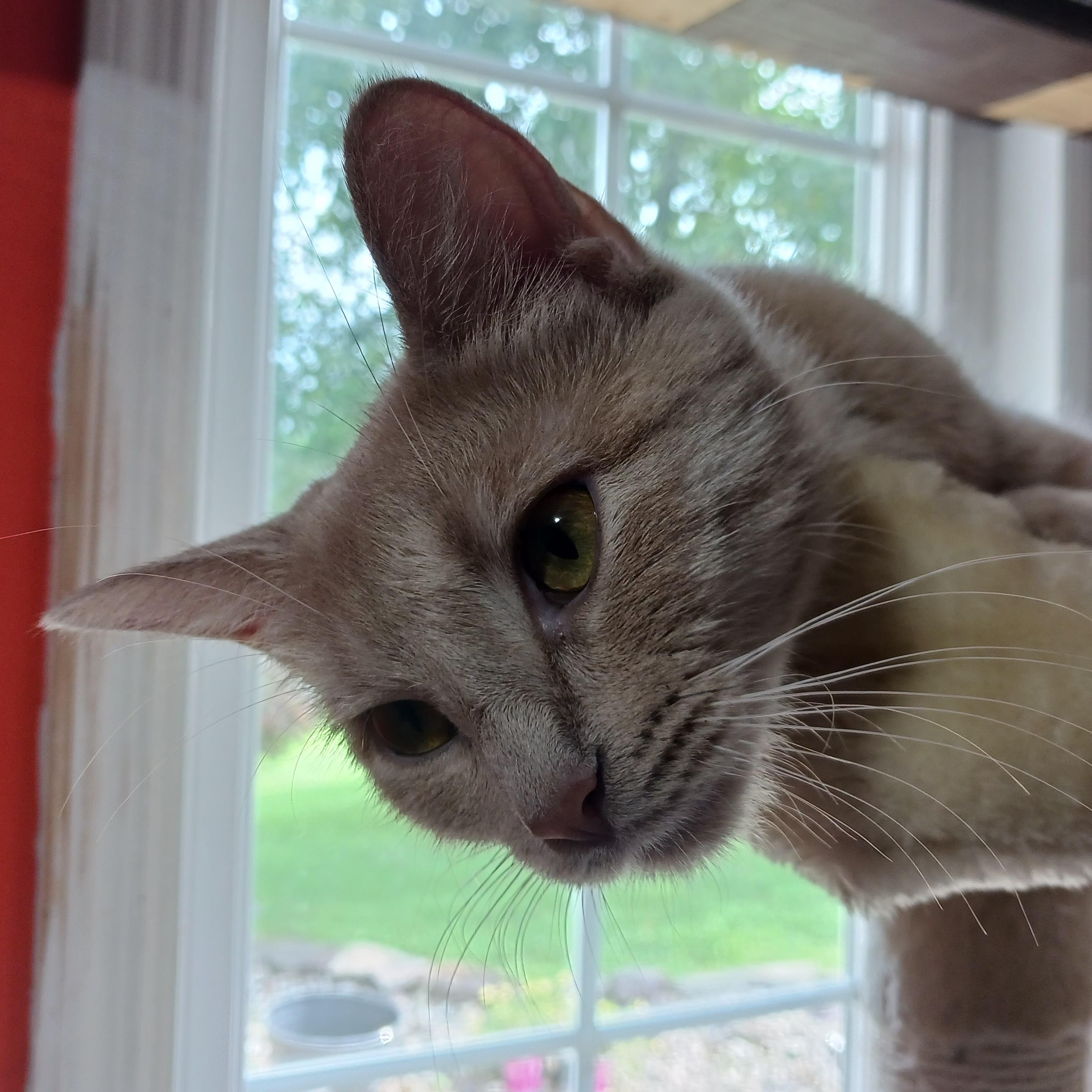 Enlarge Chrissie Evert, a Adoptable Domestic Short Hair in Morgantown, WV image 3/6