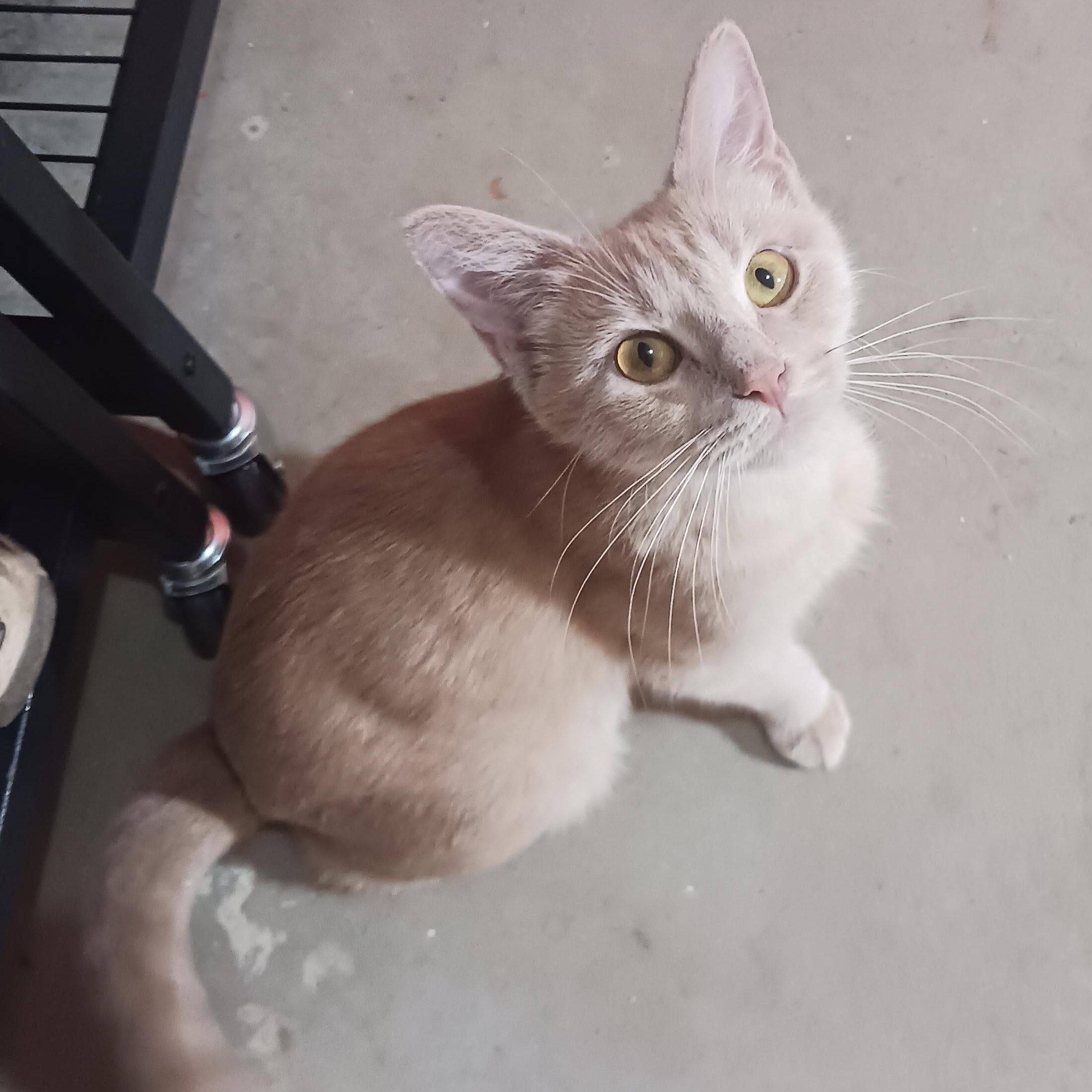 Enlarge Chrissie Evert, a Adoptable Domestic Short Hair in Morgantown, WV image 6/6