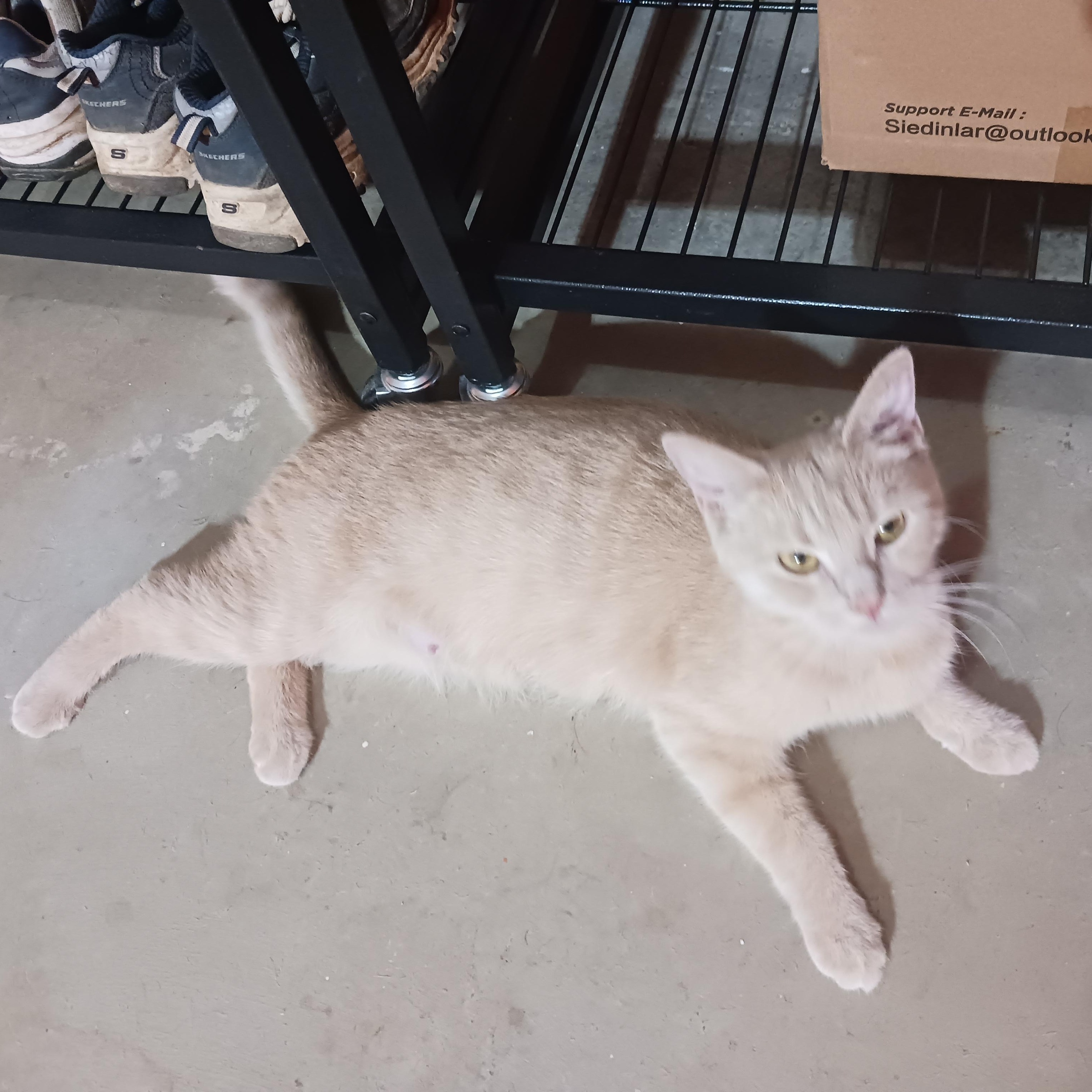 Chrissie Evert, Adoptable, Adult Female Domestic Short Hair.