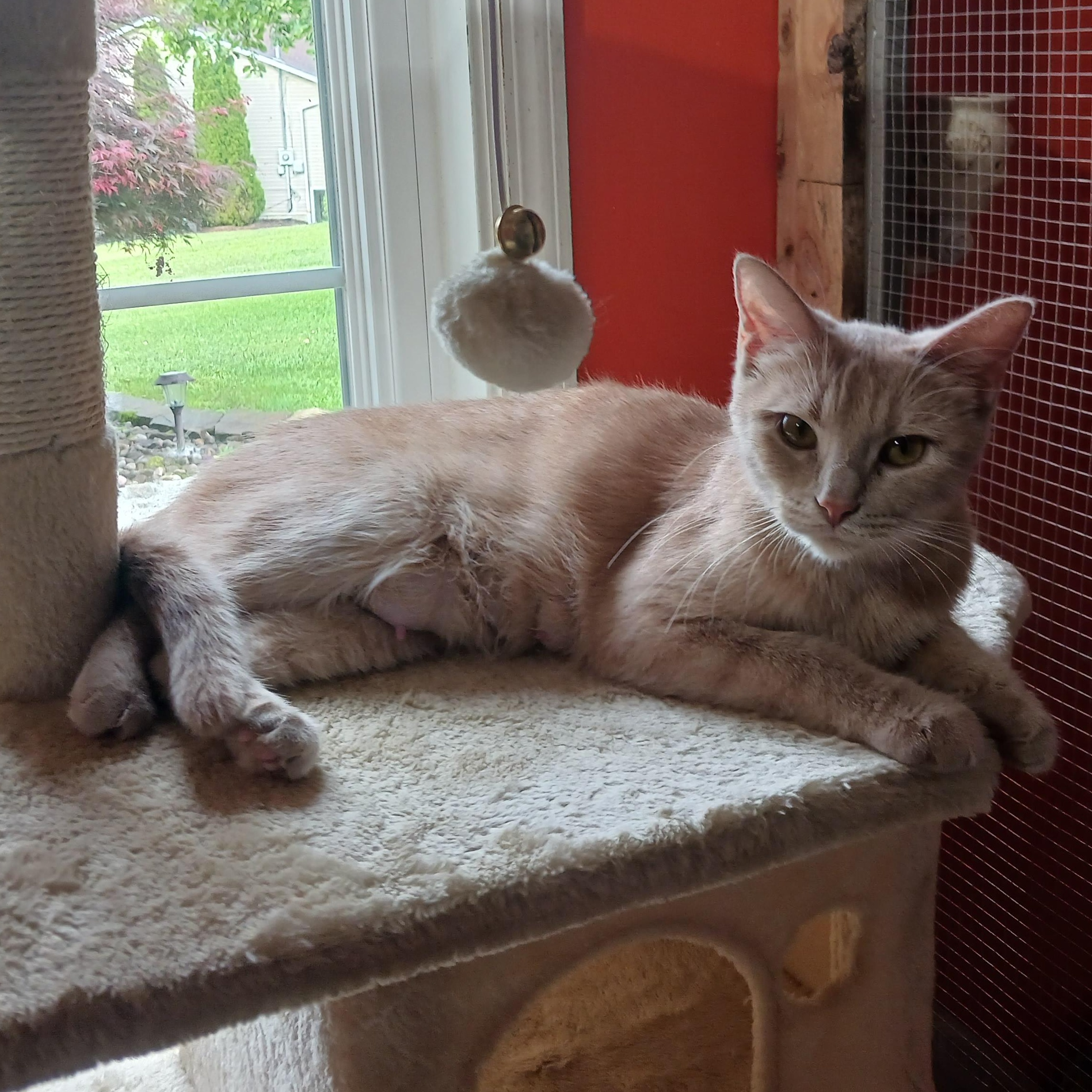 Enlarge Chrissie Evert, a Adoptable Domestic Short Hair in Morgantown, WV image 4/6