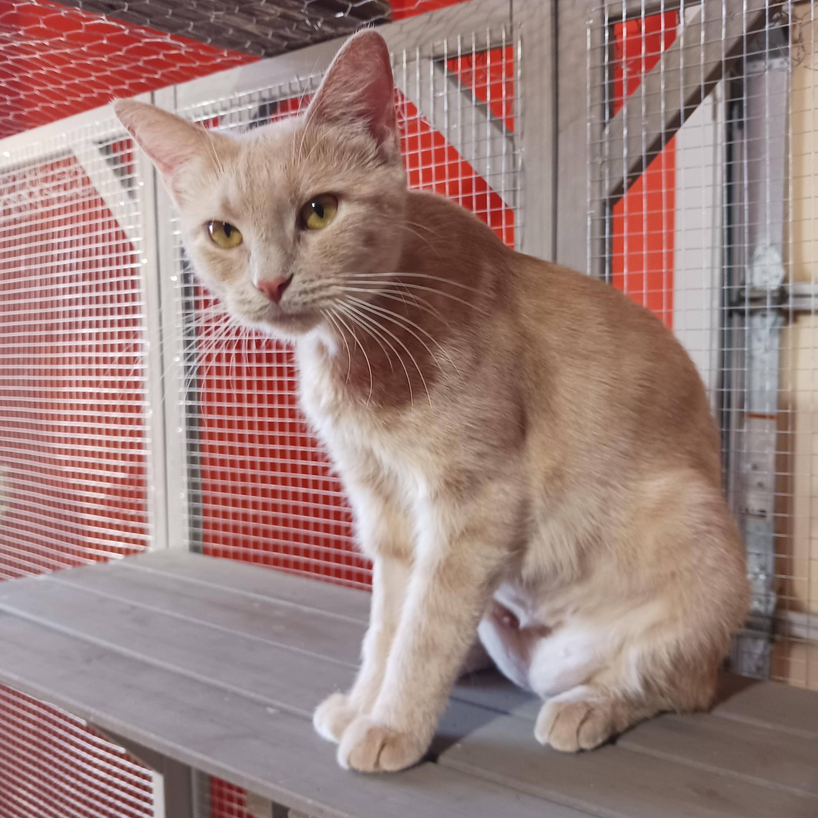 Enlarge Chrissie Evert, a Adoptable Domestic Short Hair in Morgantown, WV image 2/6