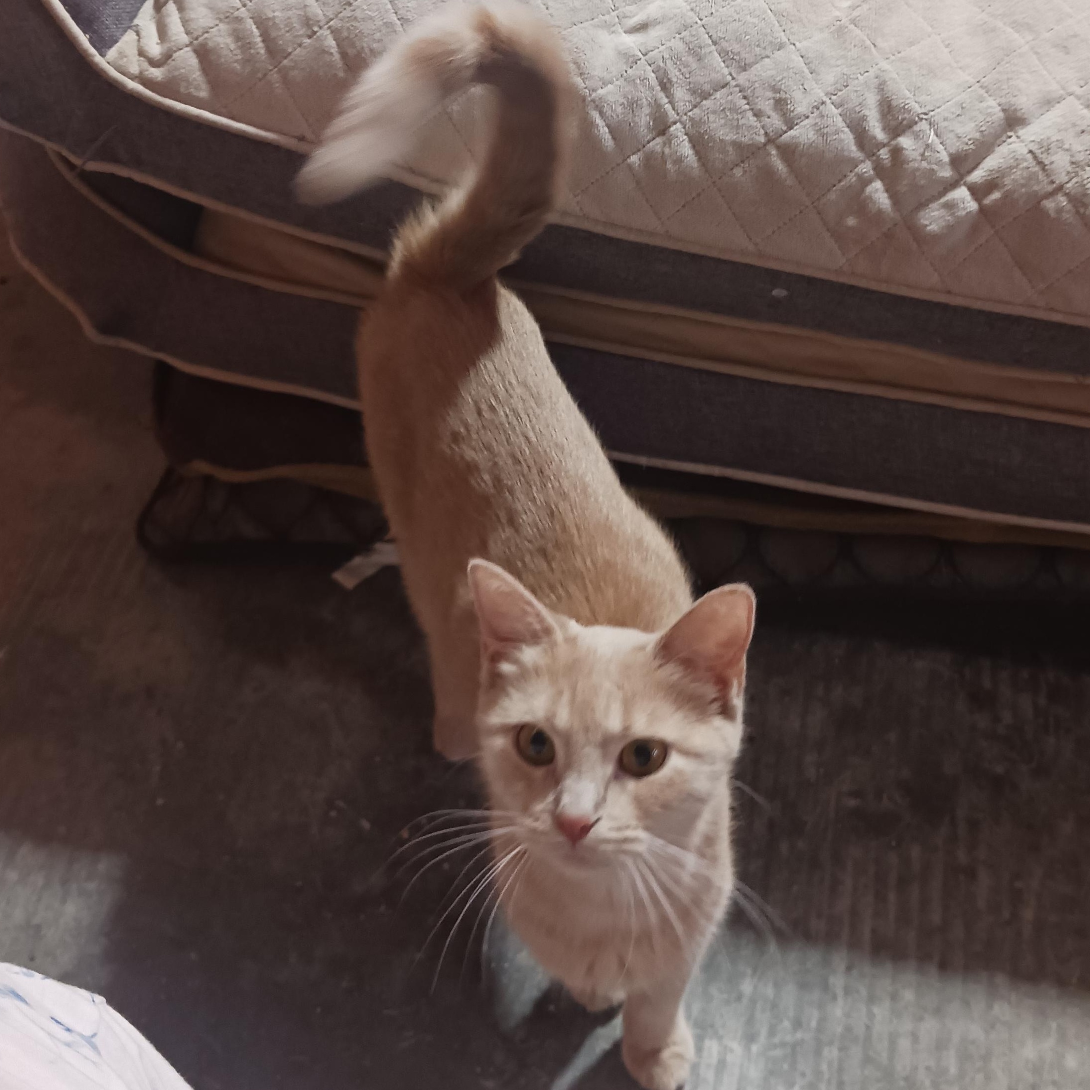 Enlarge Chrissie Evert, a Adoptable Domestic Short Hair in Morgantown, WV image 5/6