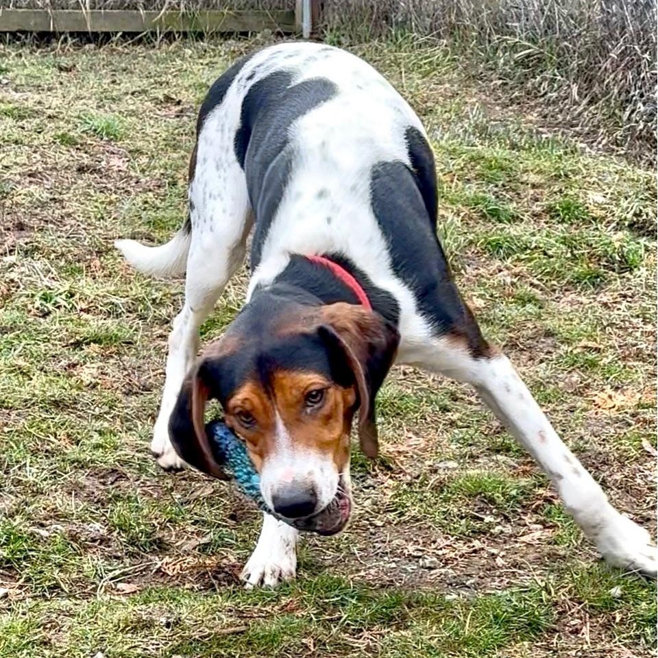 Enlarge Henry, a ADOPTABLE mixed breed in Bonners Ferry, ID image 2/3