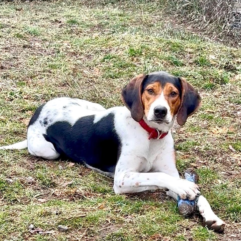 Enlarge Henry, a ADOPTABLE mixed breed in Bonners Ferry, ID image 1/3