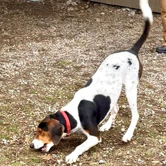 Enlarge Henry, a ADOPTABLE mixed breed in Bonners Ferry, ID image 3/3