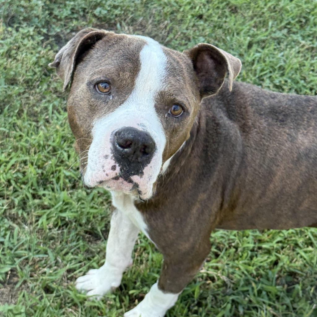 Junior, a Adoptable Pit Bull Terrier in Brenham, TX image 3/6