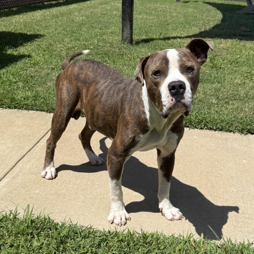 Junior, a Adoptable Pit Bull Terrier in Brenham, TX image 2/6