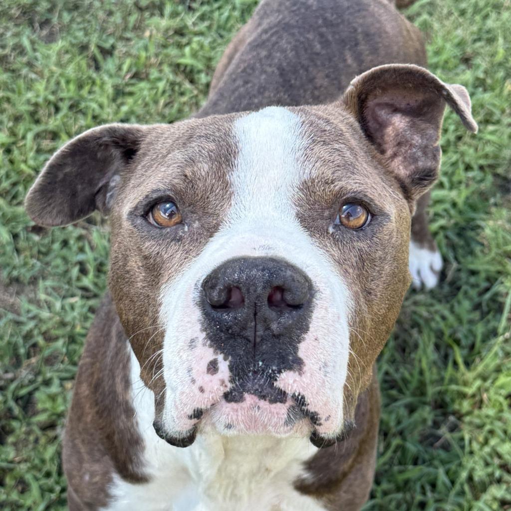 Junior, Adoptable, Adult Male Pit Bull Terrier.