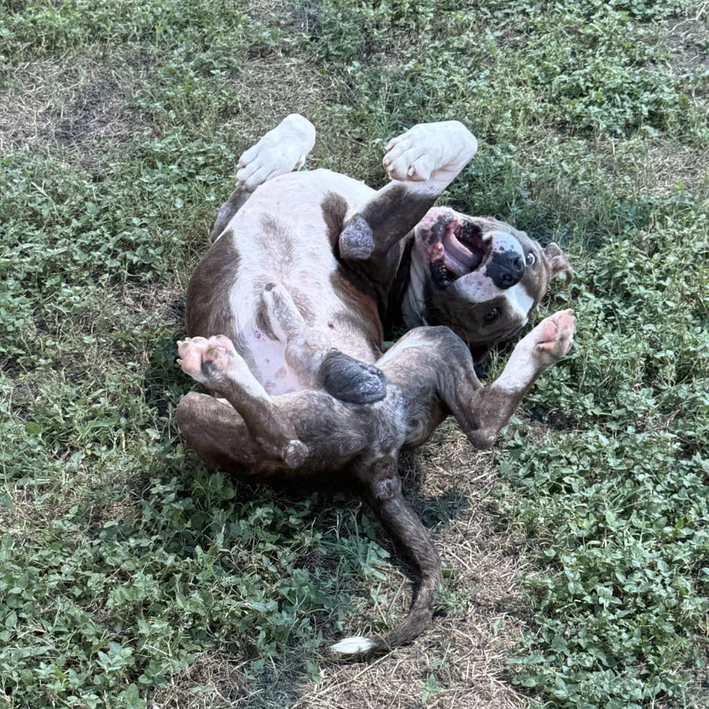 Junior, a Adoptable Pit Bull Terrier in Brenham, TX image 4/6