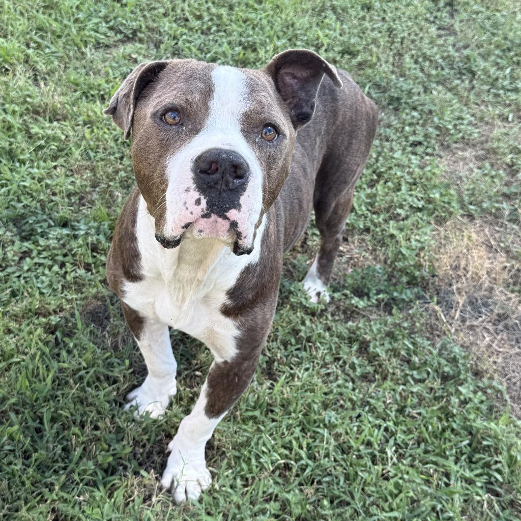 Junior, a Adoptable Pit Bull Terrier in Brenham, TX image 5/6