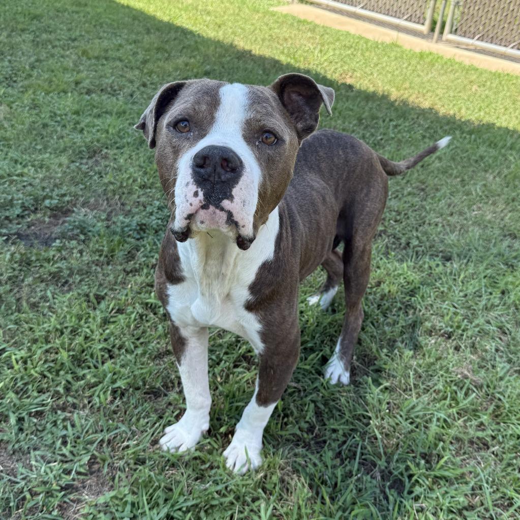 Junior, a Adoptable Pit Bull Terrier in Brenham, TX image 6/6