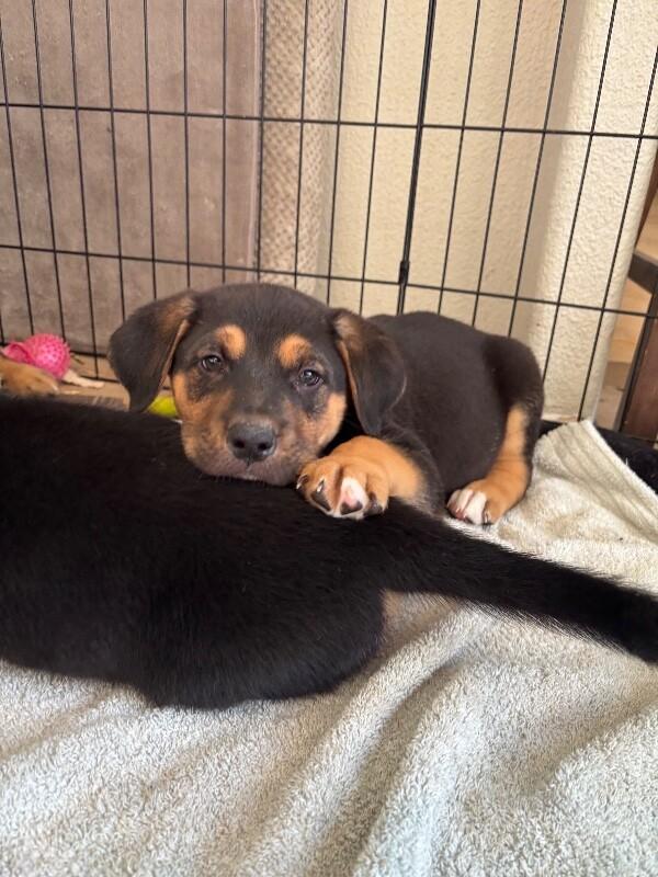 Enlarge Gio, a Adoptable mixed breed in renton, WA image 1/5