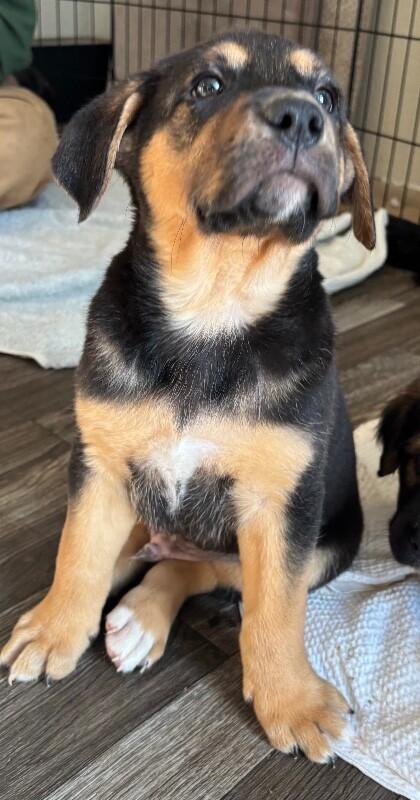 Enlarge Gio, a Adoptable mixed breed in renton, WA image 2/5