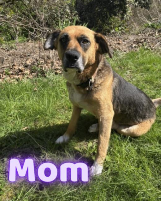 Enlarge Gio, a Adoptable mixed breed in renton, WA image 5/5
