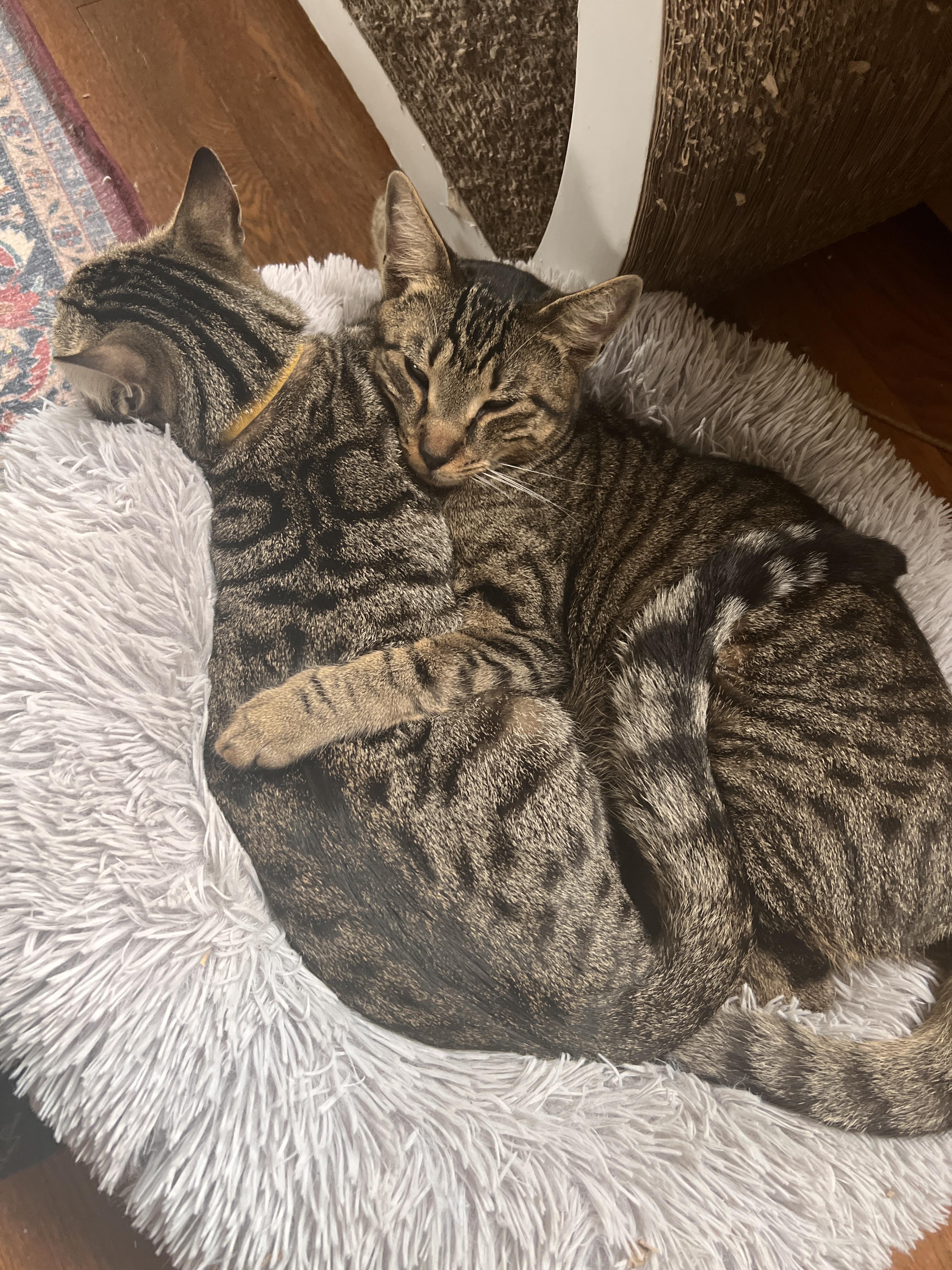 FRIEDRICK & HANS, Adoptable, Adult Male Domestic Short Hair.