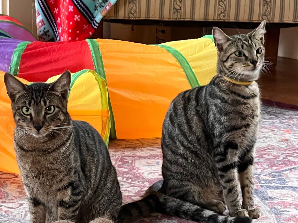 Enlarge FRIEDRICK & HANS, a Adoptable Domestic Short Hair in East Greenwich, RI image 2/5