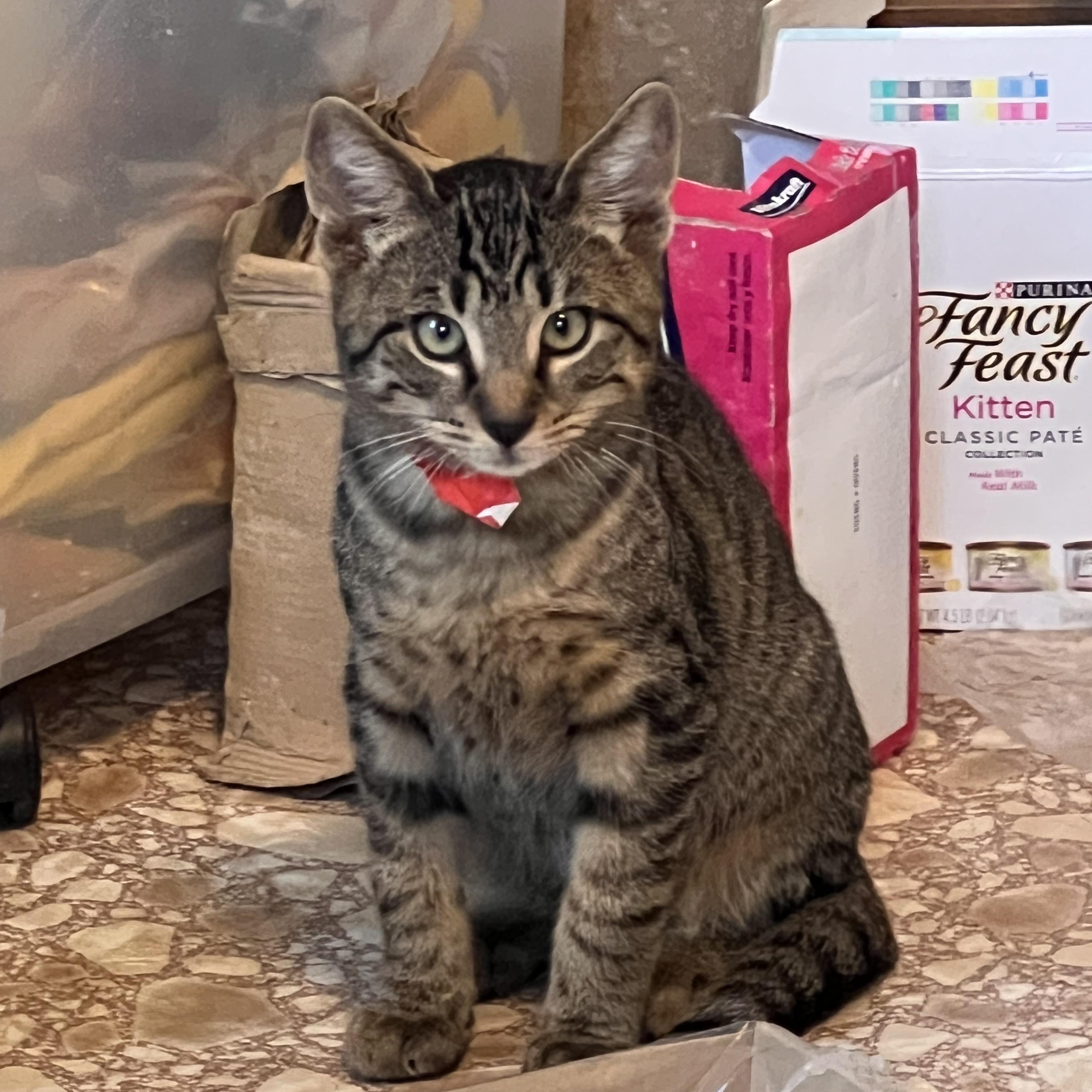 Enlarge FRIEDRICK & HANS, a Adoptable Domestic Short Hair in East Greenwich, RI image 3/5