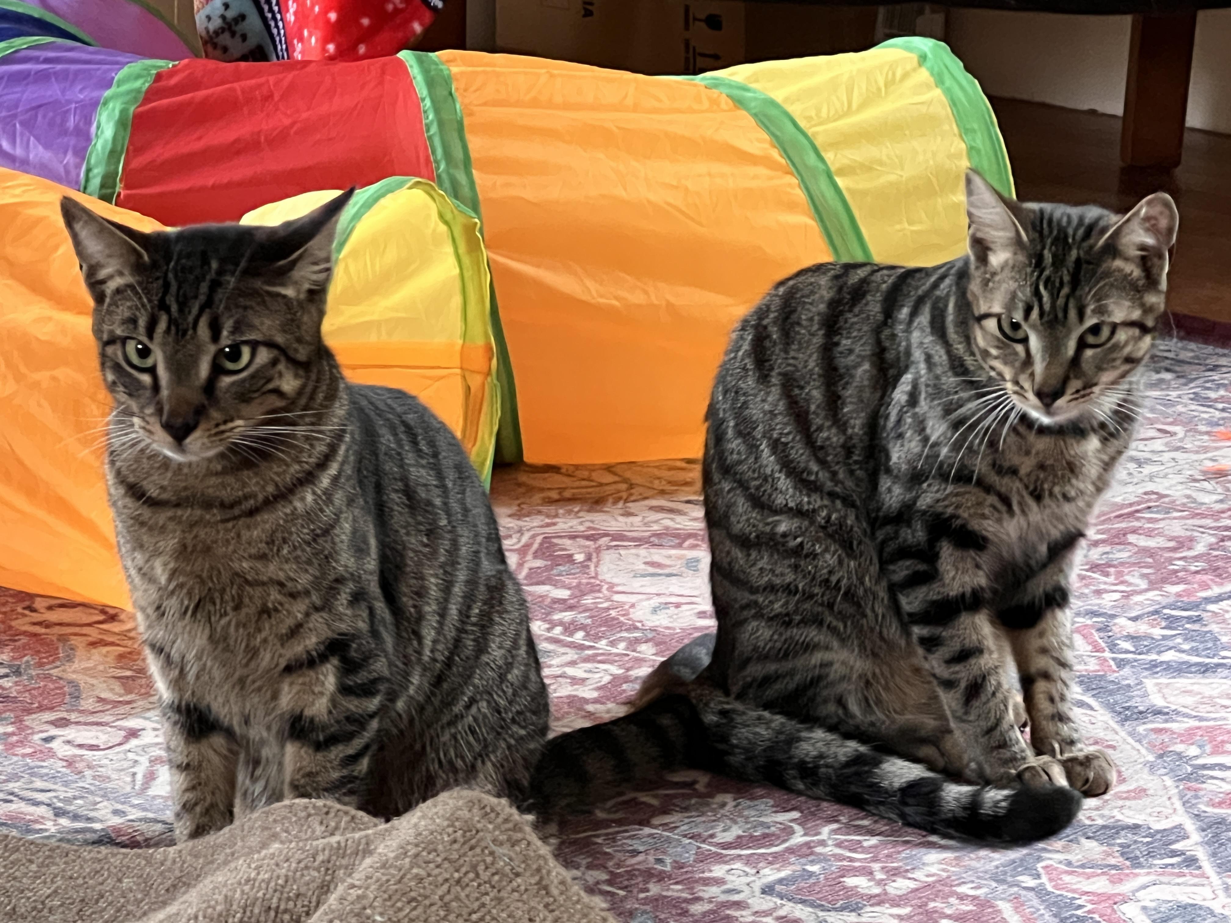 Enlarge FRIEDRICK & HANS, a Adoptable Domestic Short Hair in East Greenwich, RI image 4/5