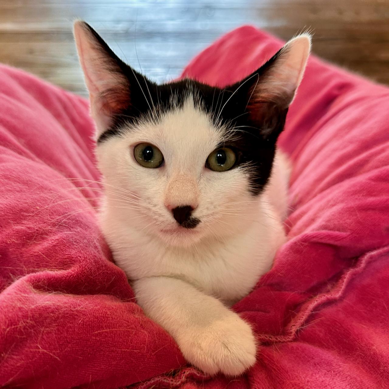 Morpheus, adoptable, Kitten Male Domestic Short Hair.