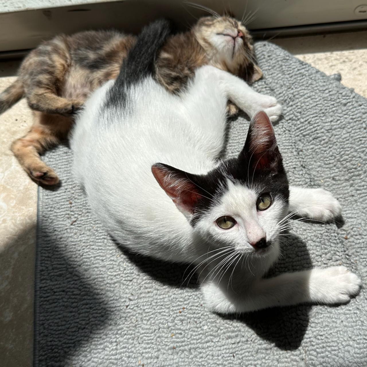Morpheus, an adoptable Domestic Short Hair in East Brunswick, NJ image 5/6