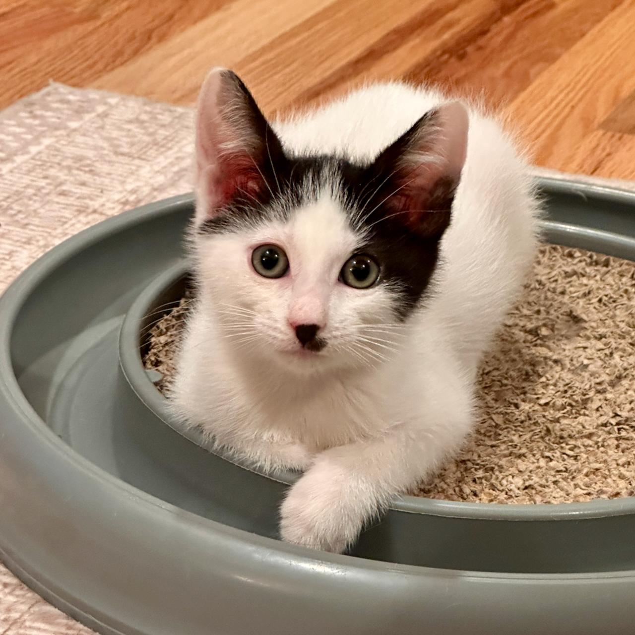 Morpheus, an adoptable Domestic Short Hair in East Brunswick, NJ image 4/6