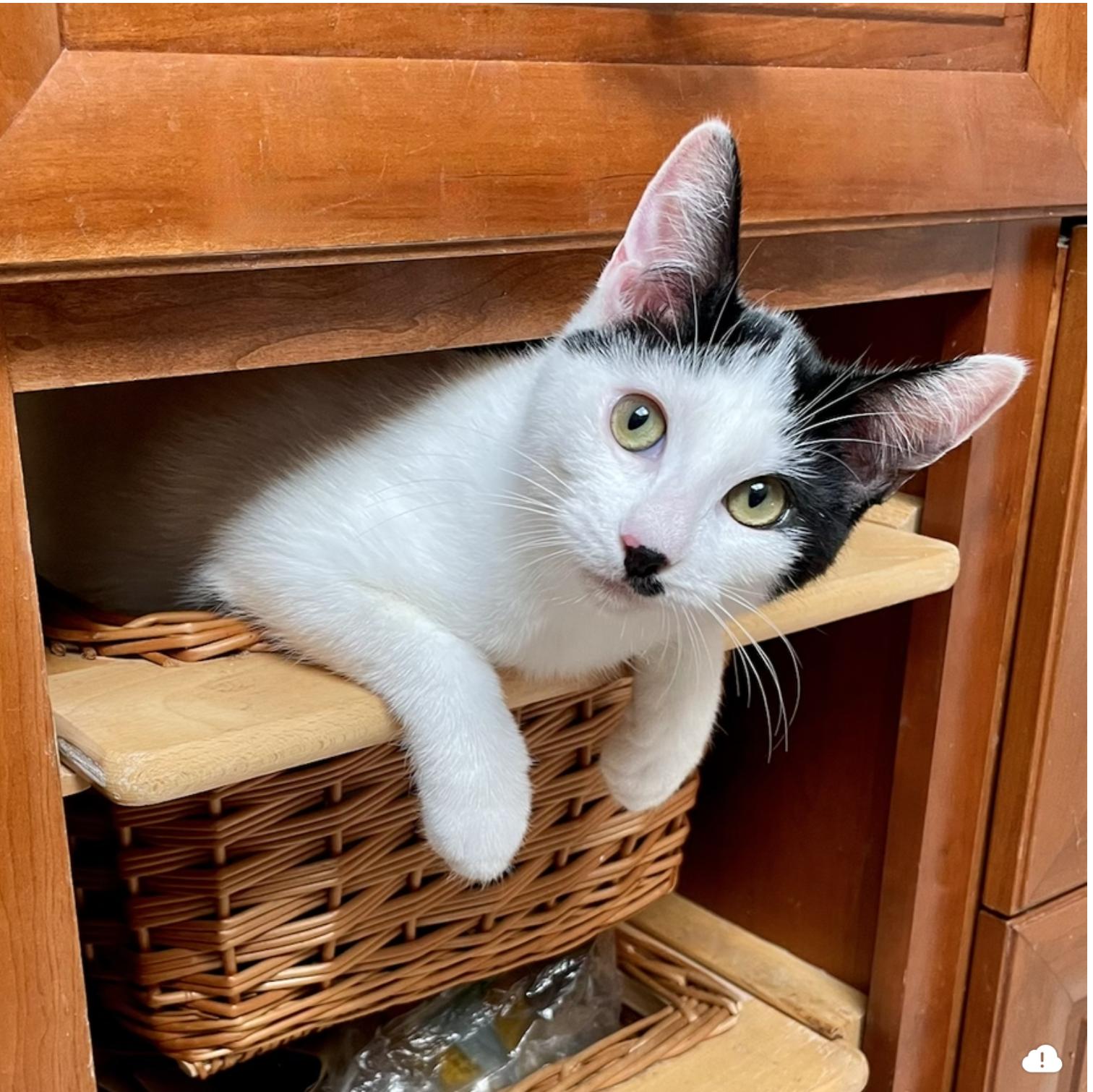 Enlarge Morpheus, a Adoptable Domestic Short Hair in East Brunswick, NJ image 2/6