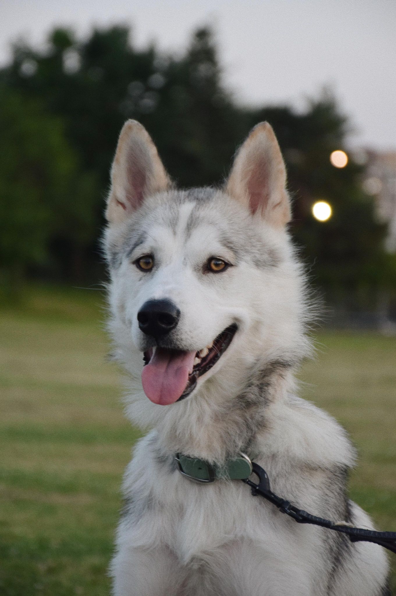 Santa, a Adopted Husky in London, ON image 4/5