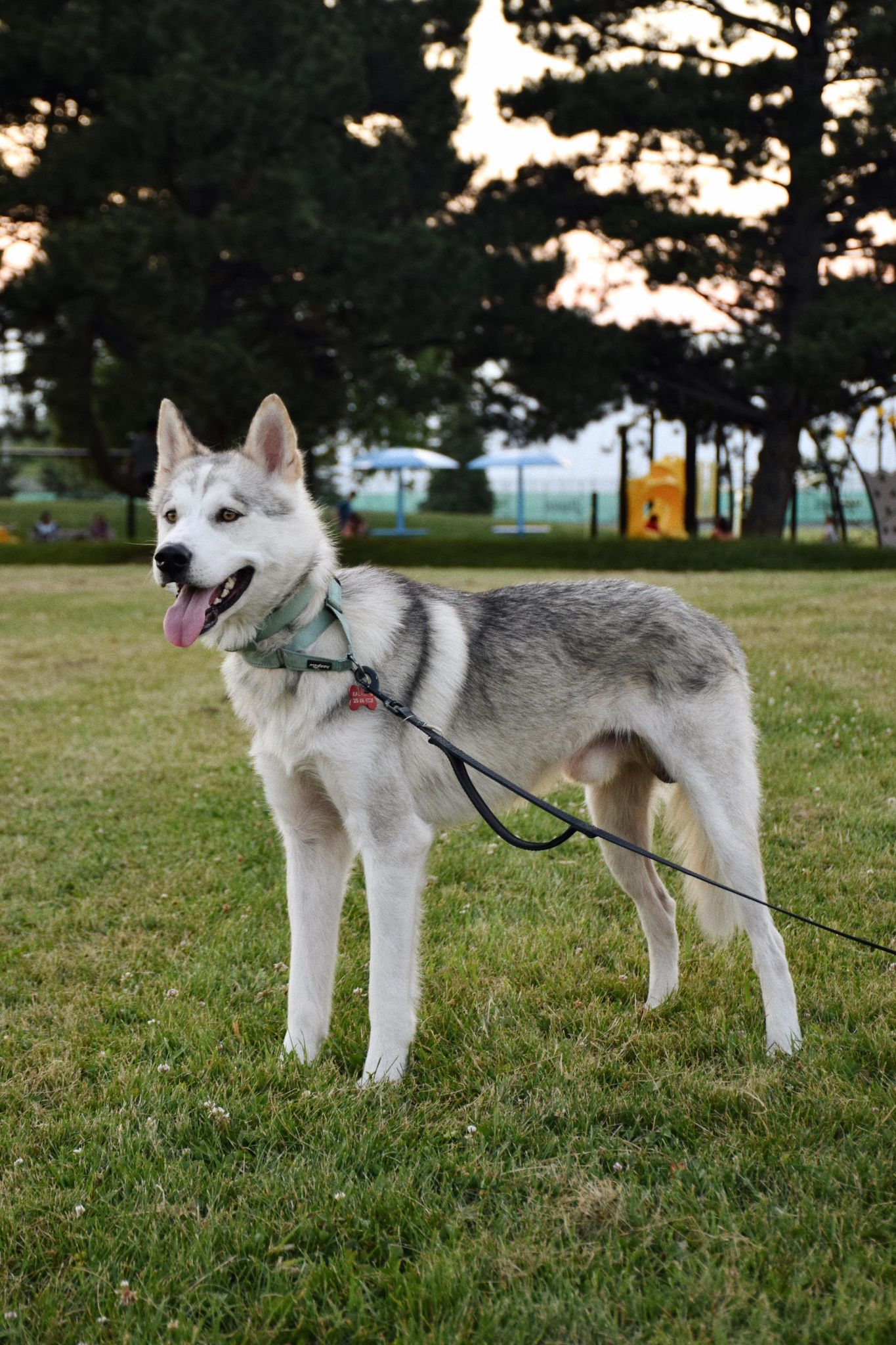 Santa, a Adopted Husky in London, ON image 3/5