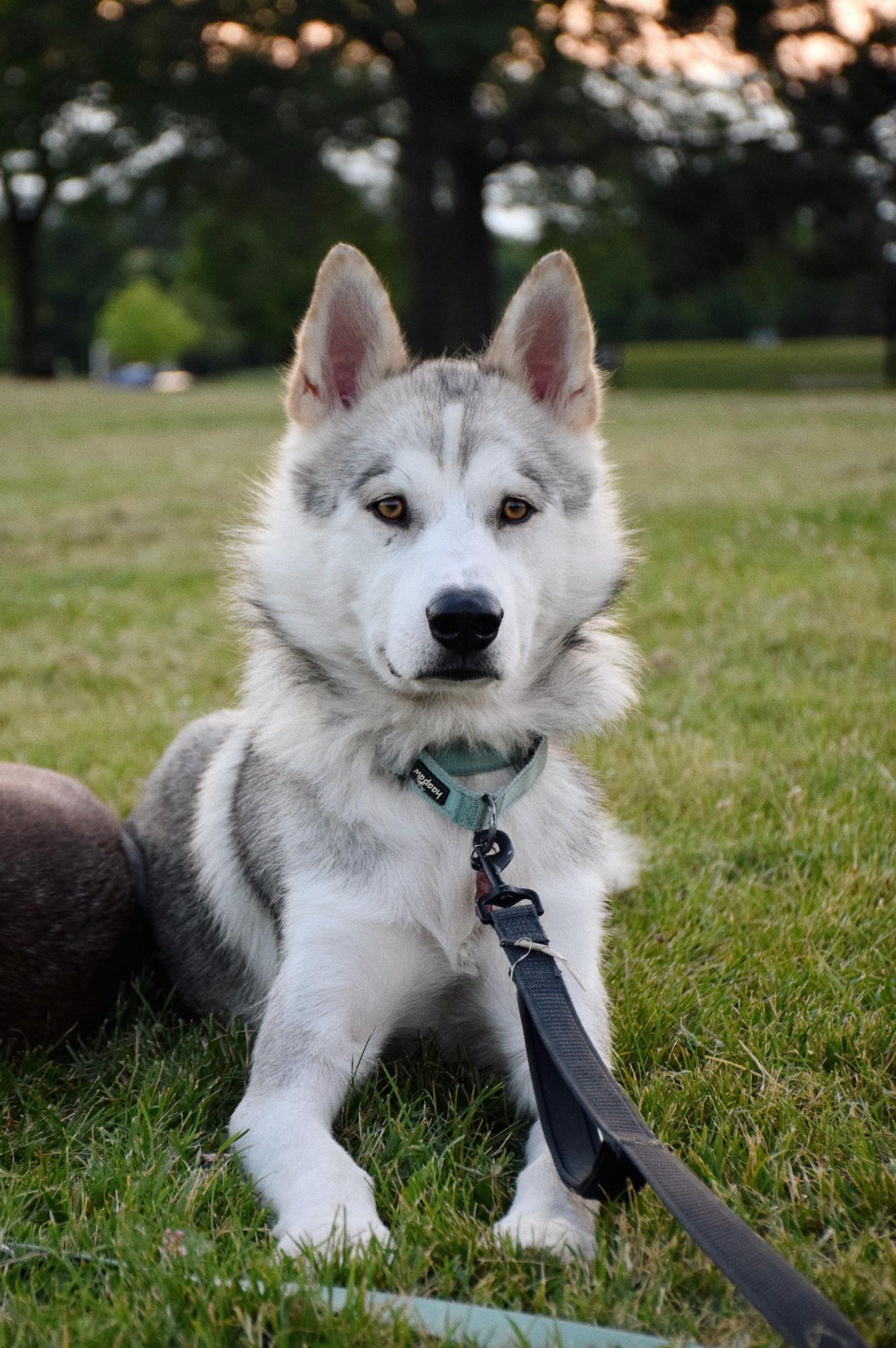 Santa, a Adopted Husky in London, ON image 1/5
