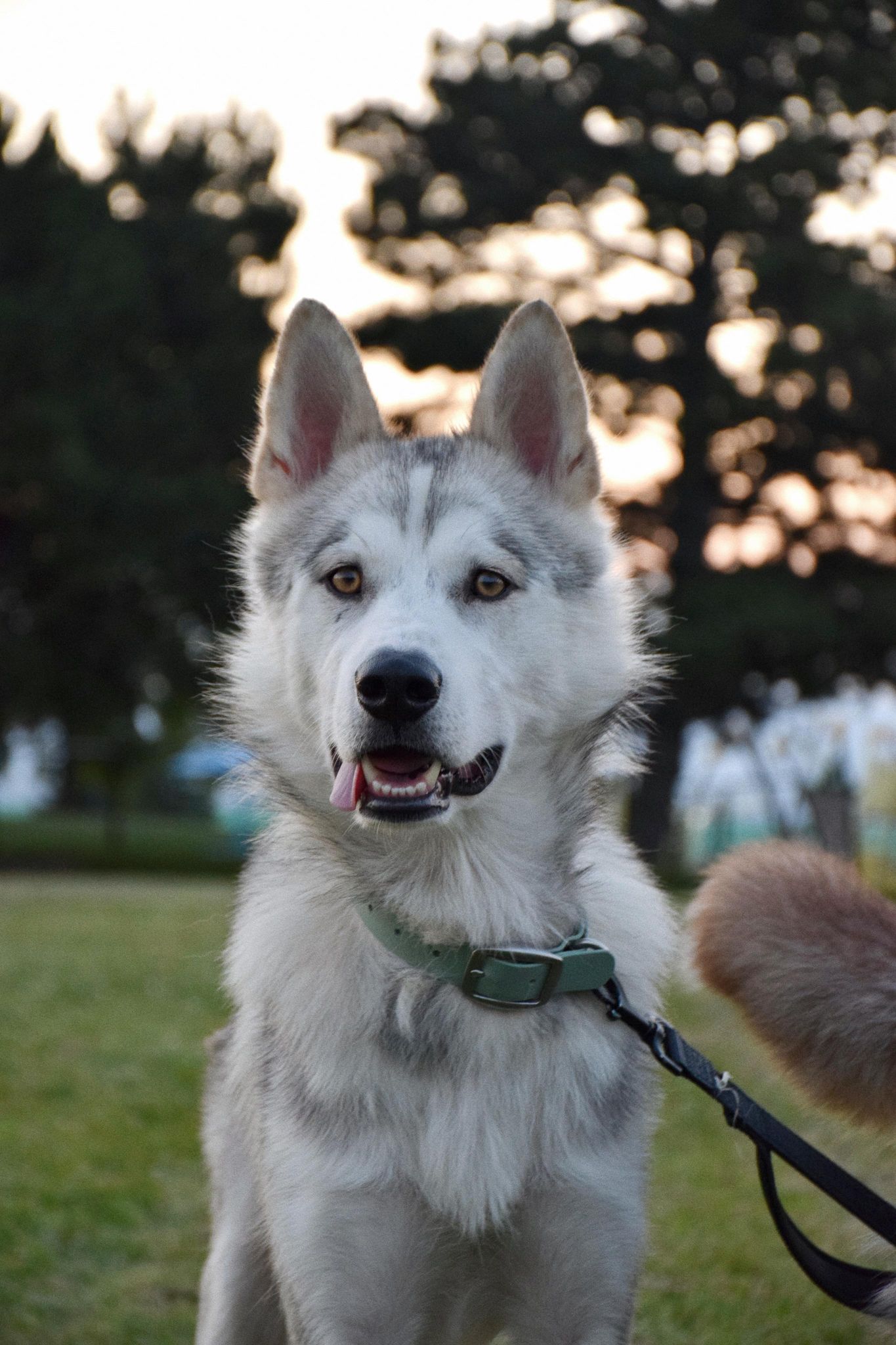 Santa, a Adopted Husky in London, ON image 5/5