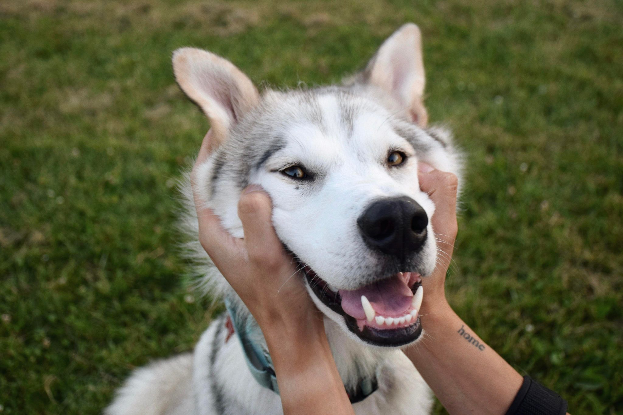 Santa, a Adopted Husky in London, ON image 2/5