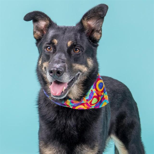 Enlarge REVERIE, a Adoptable mixed breed in Saint Louis, MO image 1/1