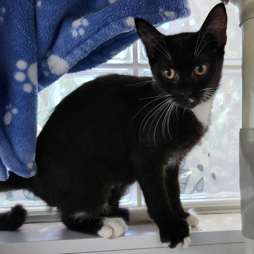 Magpie, Adoptable, Kitten Female Domestic Short Hair.