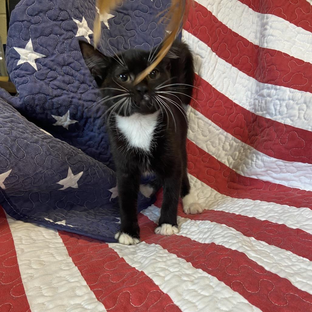 Magpie, a Adoptable Domestic Short Hair in Columbus, NC image 2/5