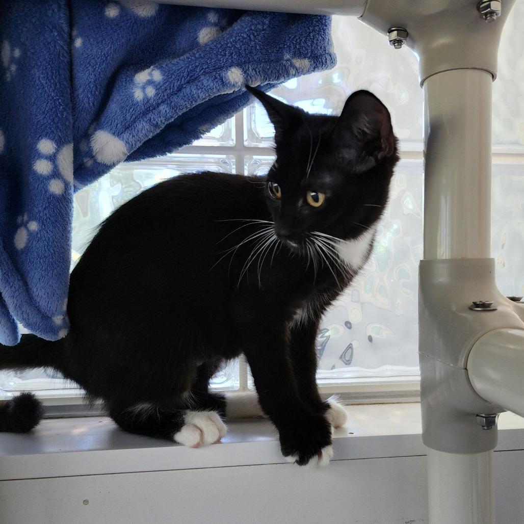 Magpie, a Adoptable Domestic Short Hair in Columbus, NC image 3/5