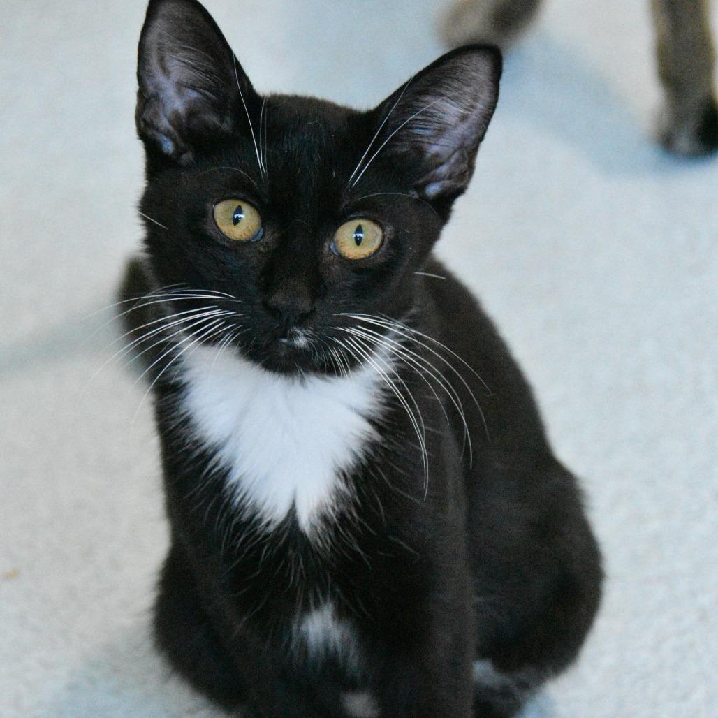Magpie, a Adoptable Domestic Short Hair in Columbus, NC image 4/5