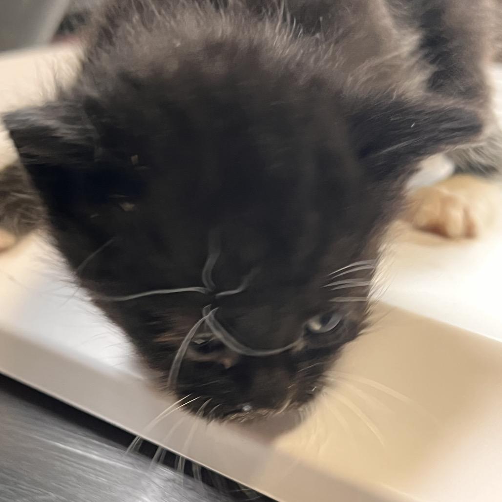 Magpie, a Adoptable Domestic Short Hair in Columbus, NC image 5/5