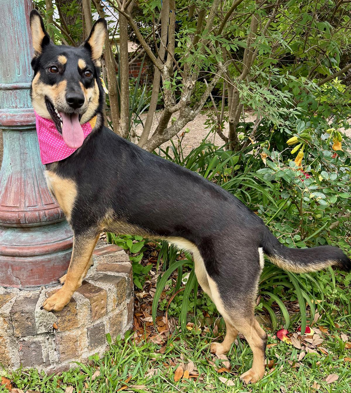 Enlarge ZORA - LOVE BUG, a Adoptable Australian Kelpie in Boston, MA image 2/6
