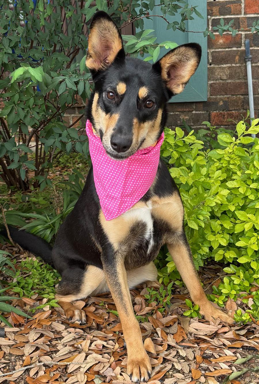 Enlarge ZORA - LOVE BUG, a Adoptable Australian Kelpie in Boston, MA image 3/6