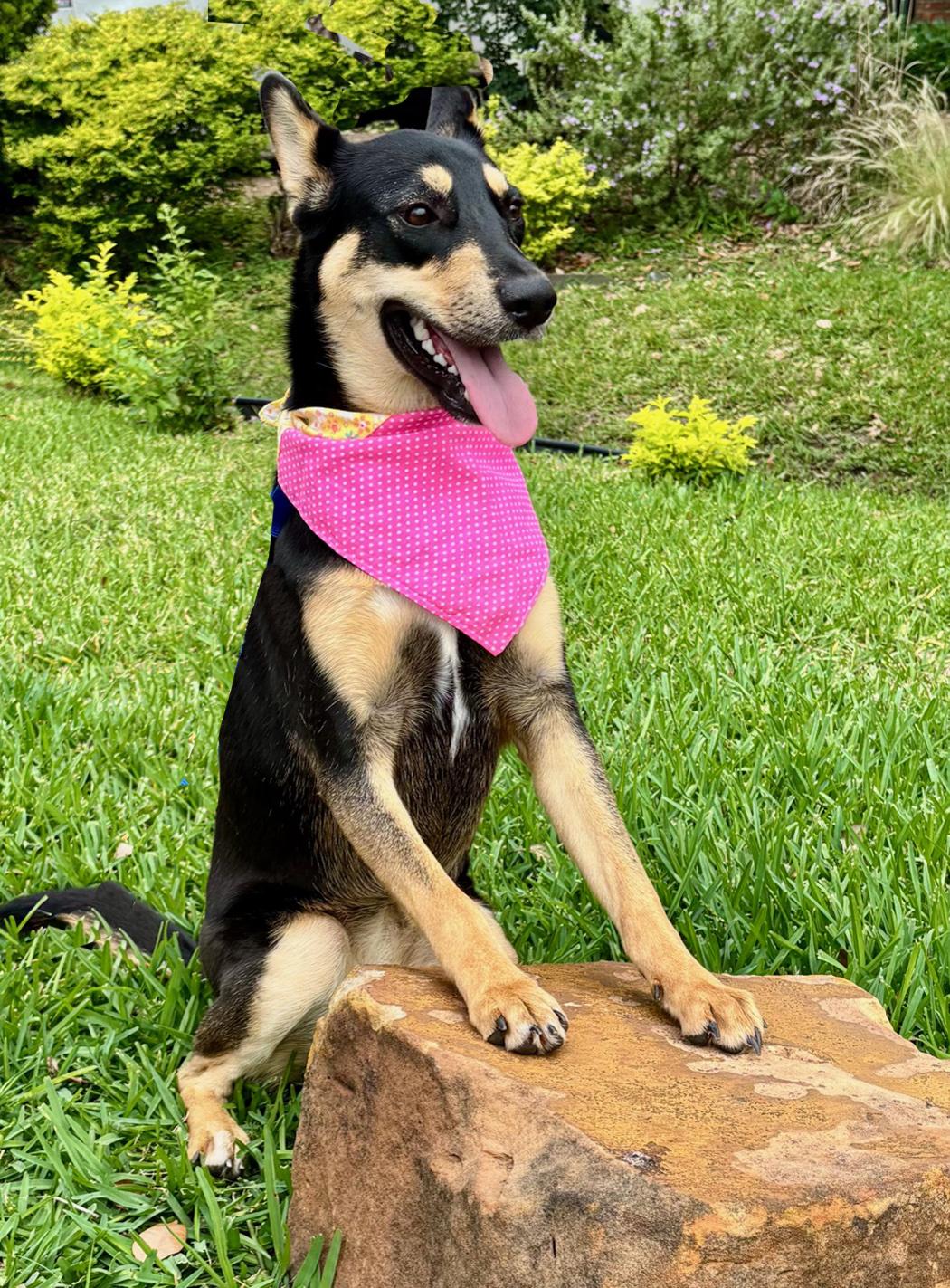 Enlarge ZORA - LOVE BUG, a Adoptable Australian Kelpie in Boston, MA image 4/6