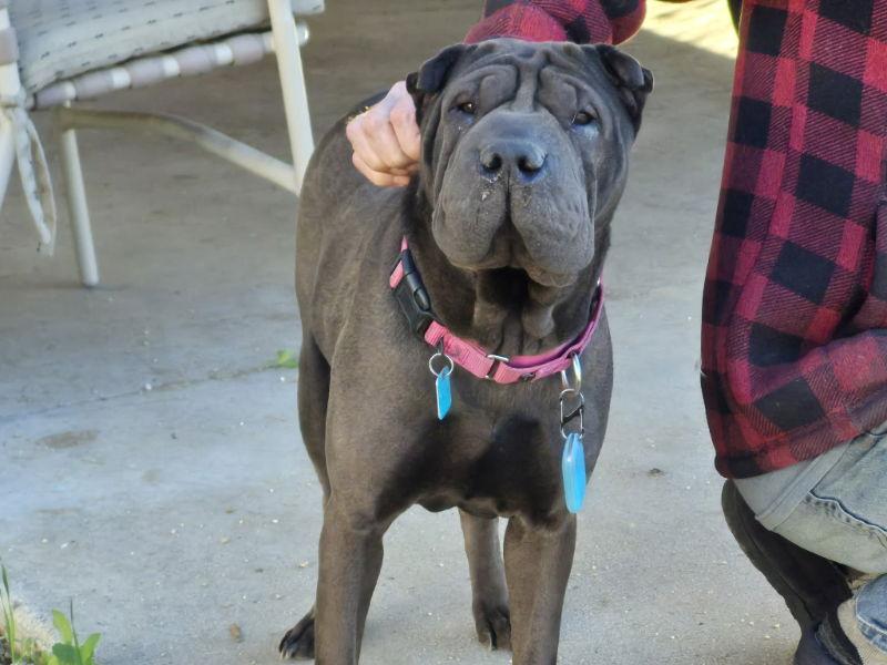 Darlene, Adoptable, Adult Female Shar-Pei.