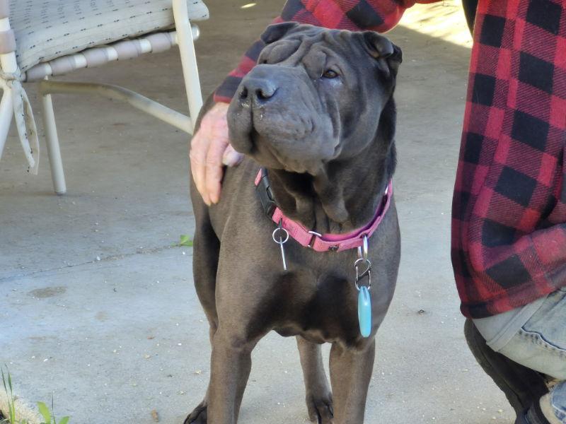 Enlarge Darlene, a Adoptable Shar-Pei in Lake Forest, CA image 2/3