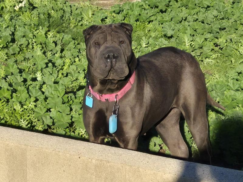 Enlarge Darlene, a Adoptable Shar-Pei in Lake Forest, CA image 3/3