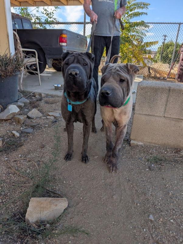 Darlene, a Adoptable Shar-Pei in Lake Forest, CA image 2/3