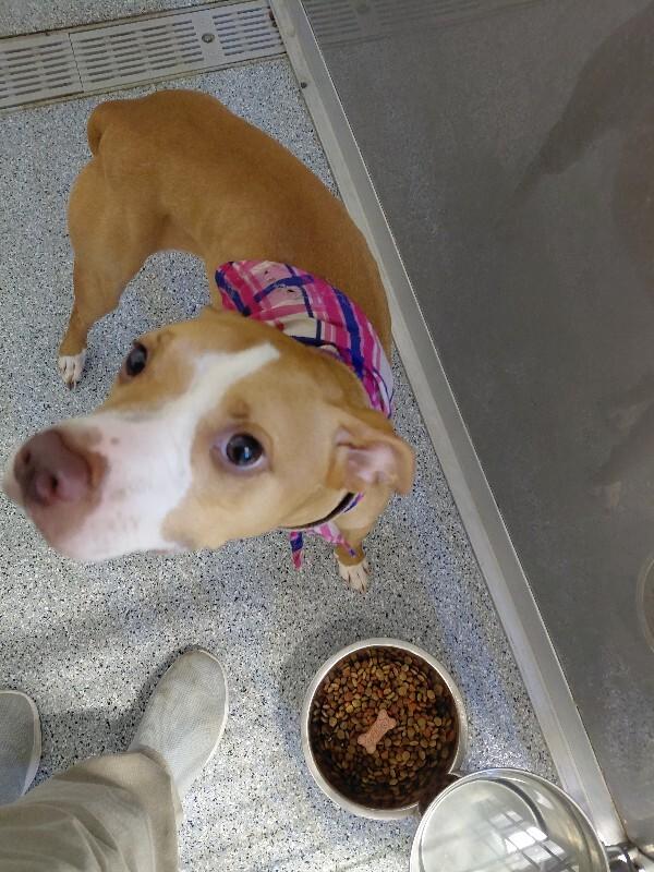 Zina, Adoptable, Young Female Staffordshire Bull Terrier & Mixed Breed.